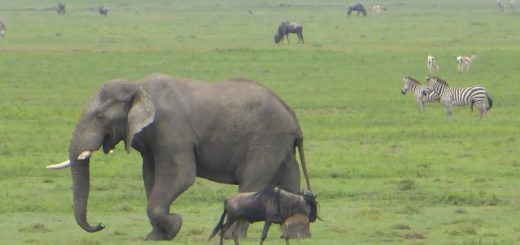 Ngorongoro Crater - Safari in Africa Day 3